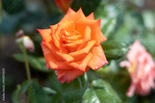 One orange hybrid tea flower. A photograph with a shallow depth of field. Against the backdrop of greenery.