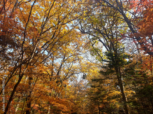 autumn in the forest