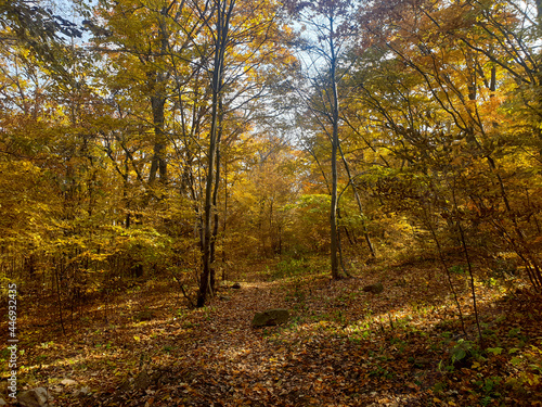 autumn in the forest