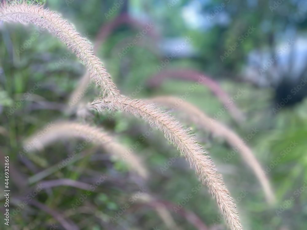 Flower of grass and green rice field Flower of grass and green rice field