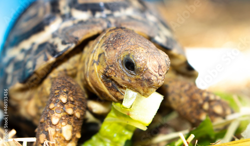 Close up of a baby African tortoise eating lettuce and vegetables.