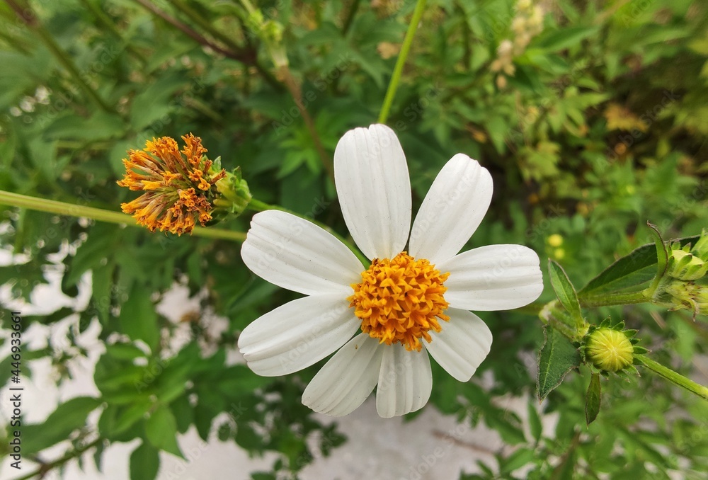 Fototapeta premium Beautiful flowers 