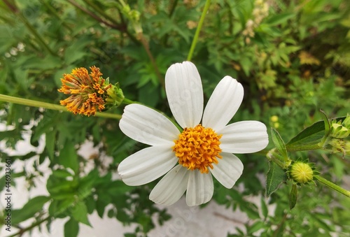 Beautiful flowers 