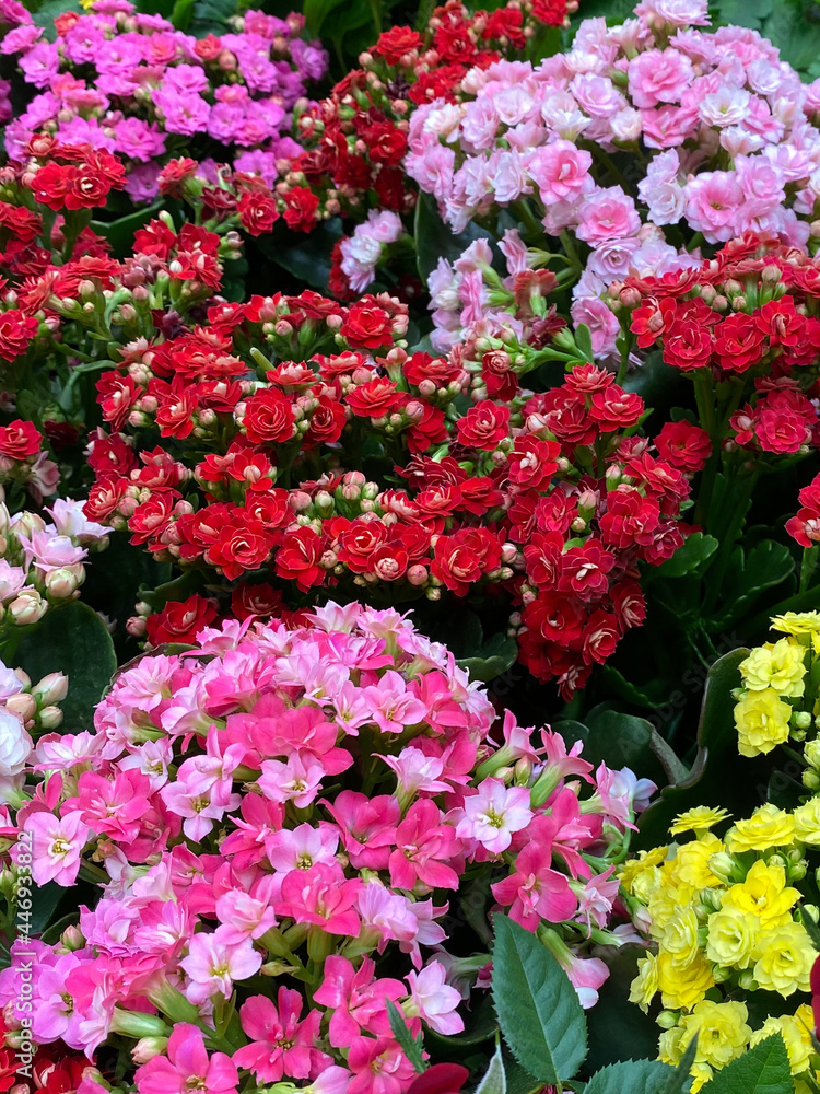 Obraz premium Red, pink and yellow Kalanchoe. Close-up of colorful and vibrant flowers in the market