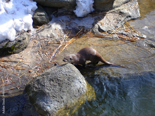 Sea otter on a winter day. Wild animal
