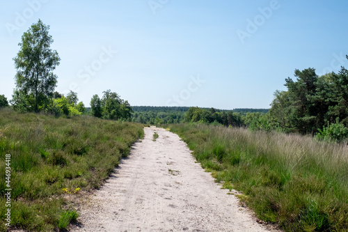 path in the field (Hoenderloo - Veluwe- Holland) 