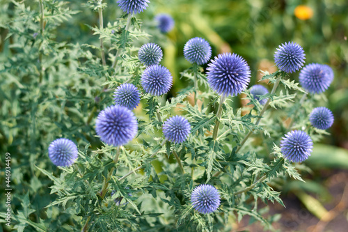 Mordovnik, echinops. Purple plant on a background of green foliage. A photograph with a shallow depth of field. photo