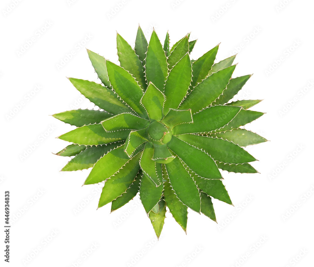 Top view agave plant isolated on white background.This has clipping path. Top view agave plant isolated on white background.This has clipping path.