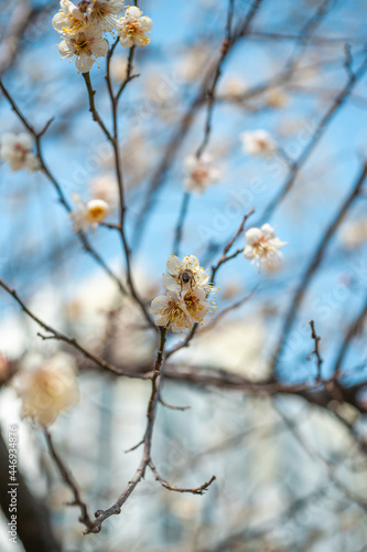 푸른하늘과 벚꽃의 조화 © kangnam