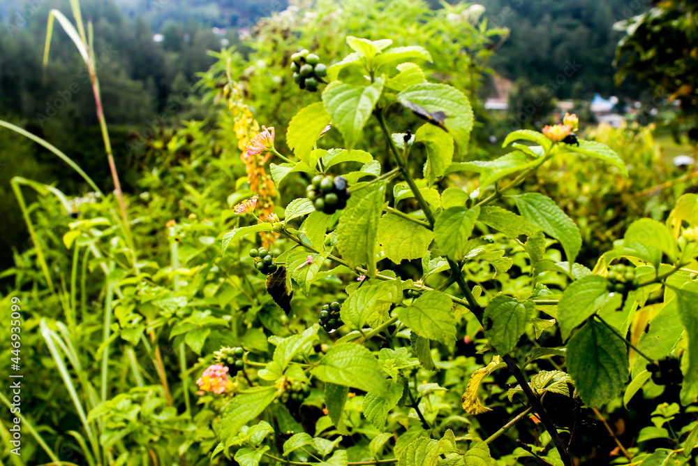 beautyful flowers in the garden beautyful flowers in the garden