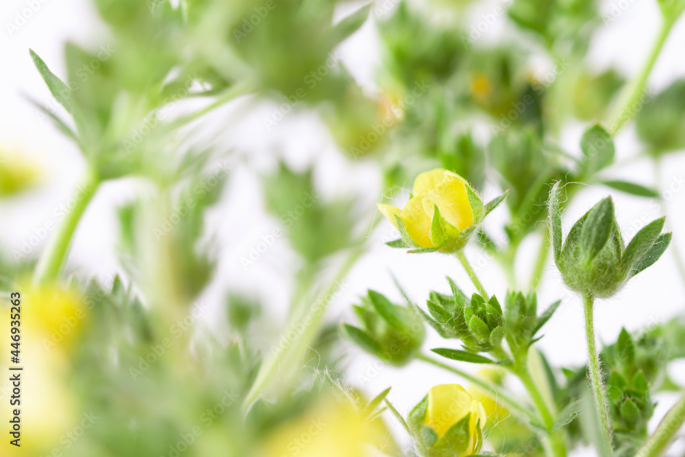 Yellow blooming small wild bunch flowers with green leaves on blur light background macro Yellow blooming small wild bunch flowers with green leaves on blur light background macro