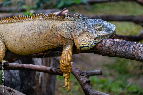 The green iguana or American iguana on old tree  mostly herbivorous species of lizard.