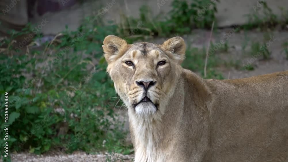 The Asian lioness is in a good mood after eating, yawns and looks at the camera The Asian lioness is in a good mood after eating, yawns and looks at the camera