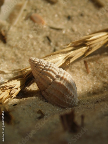 seashells on the sand © Анастасия Леонова