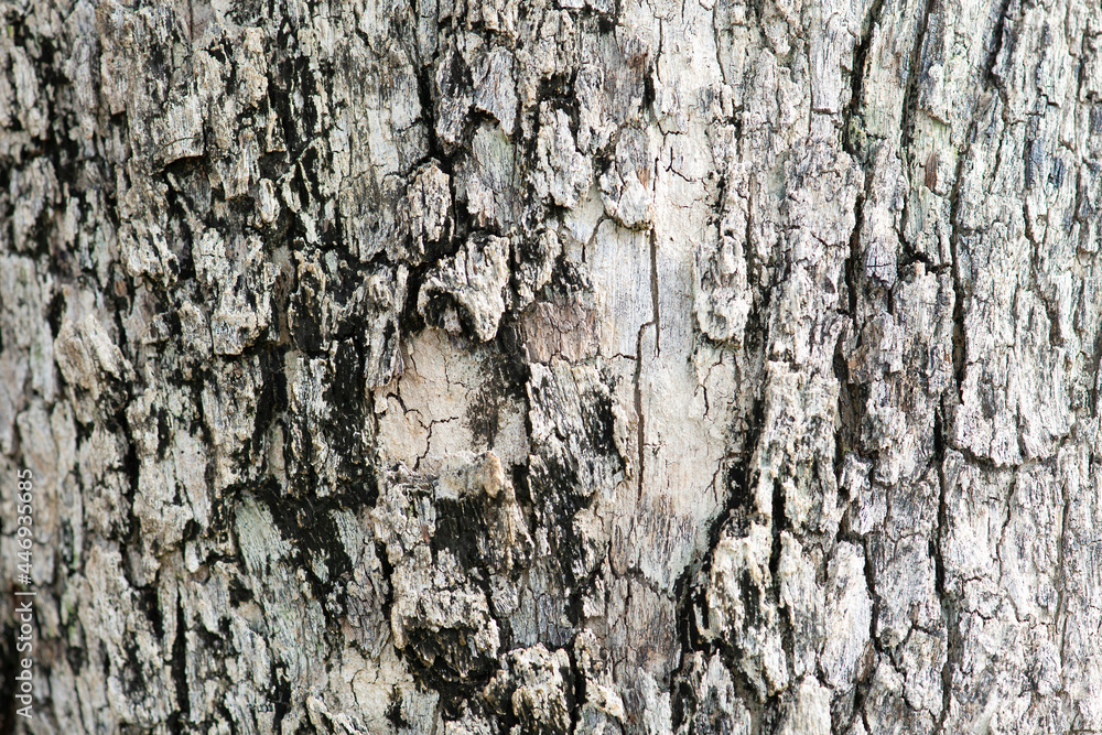 Background picture of bark cracked with natural patterns. Background picture of bark cracked with natural patterns.