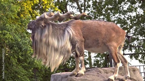 Everyday life of smug funny screw horn goats   in captivity