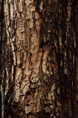Fototapeta Naklejka Na Ścianę i Meble -  Tree Bark Texture