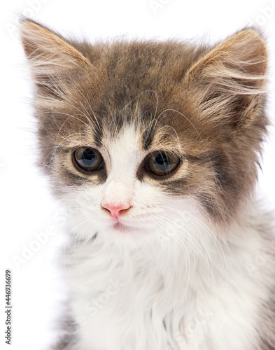portrait of a kitten on a white background