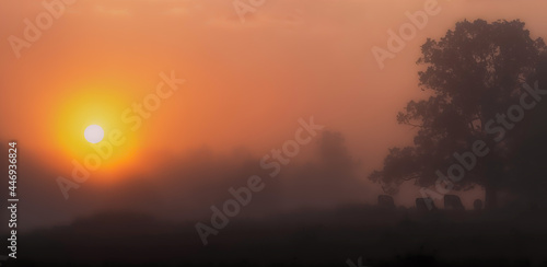 sunrise in the fog, cows under a oak