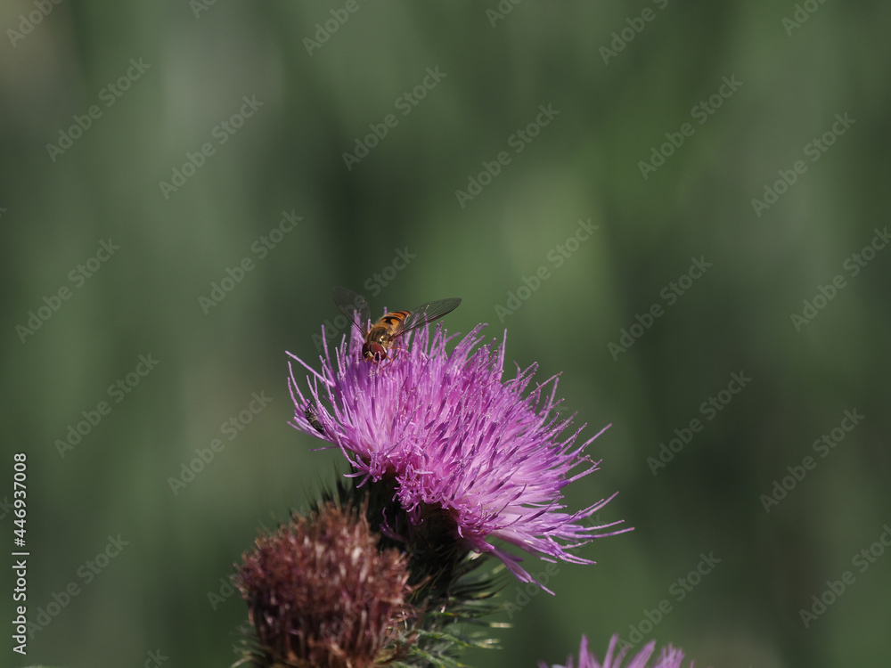Distel Distel
