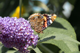 Vanessa atalanta feeding nectar from a butterfly-bush flower