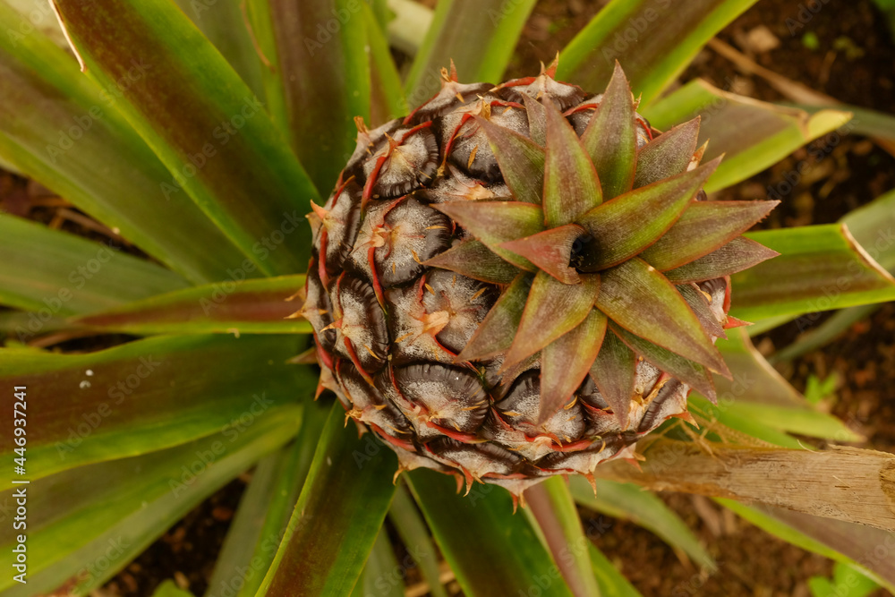 Top view of growing pineapple in greenhouse in Ponta Delgada, Azores, Portugal Top view of growing pineapple in greenhouse in Ponta Delgada, Azores, Portugal