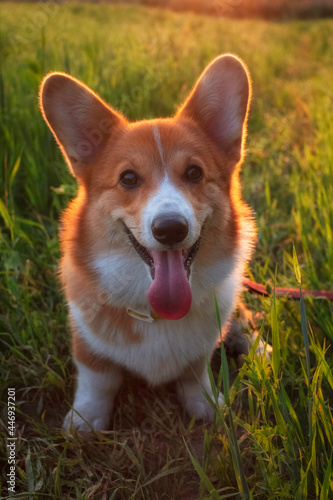Beautiful young red dog of breed Welsh Corgi Pembroke in a field at sunset