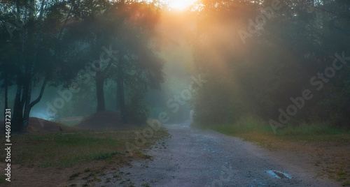 Road in a mystical foggy forest at summer dawn