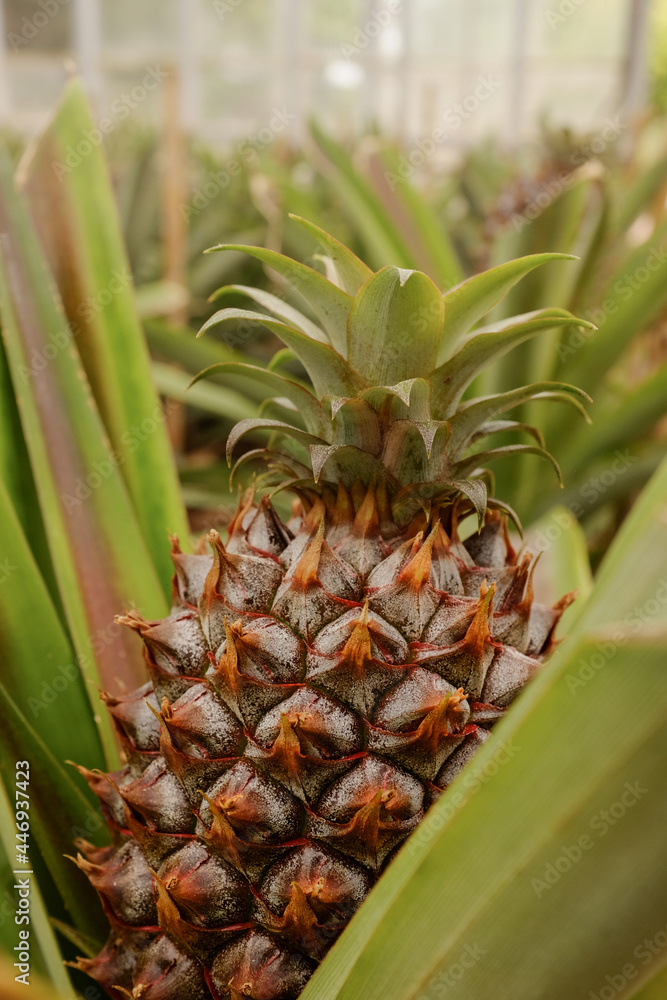 Closeup of growing pineapple in greenhouse in Ponta Delgada, Azores, Portugal Closeup of growing pineapple in greenhouse in Ponta Delgada, Azores, Portugal