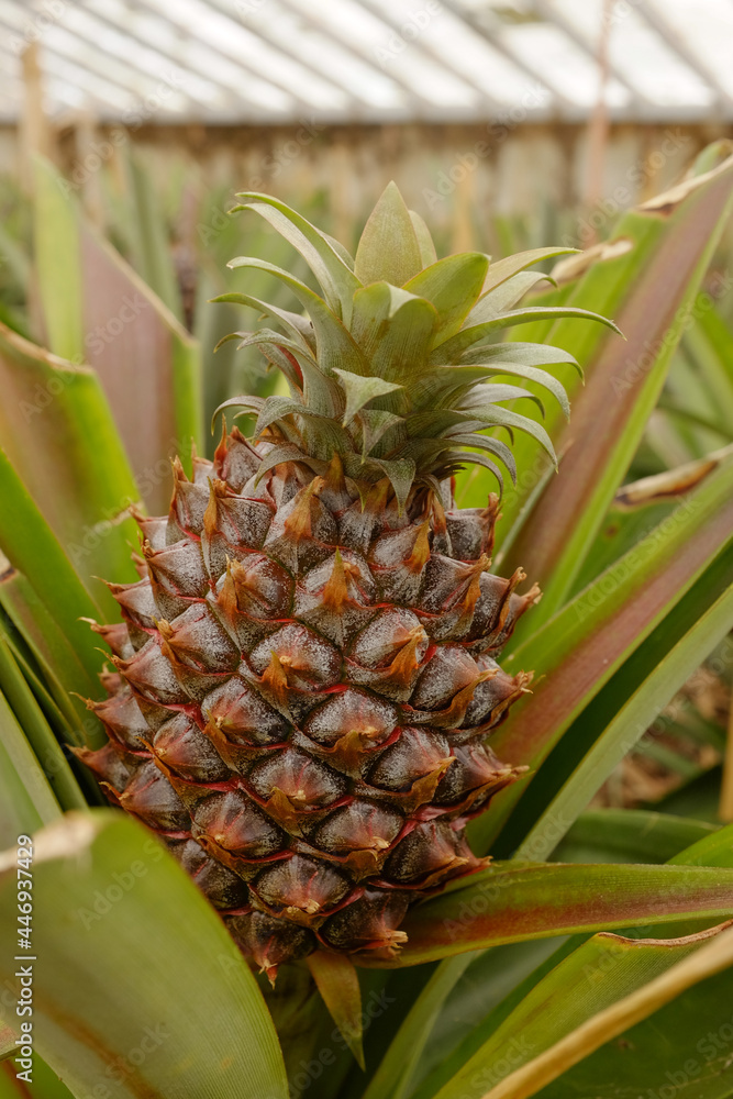Closeup of growing pineapple in greenhouse in Ponta Delgada, Azores, Portugal Closeup of growing pineapple in greenhouse in Ponta Delgada, Azores, Portugal