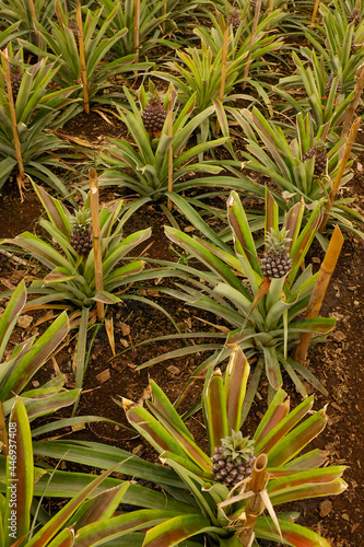 Pineapple beds in greenhouse in Ponta Delgada, Azores, Portugal