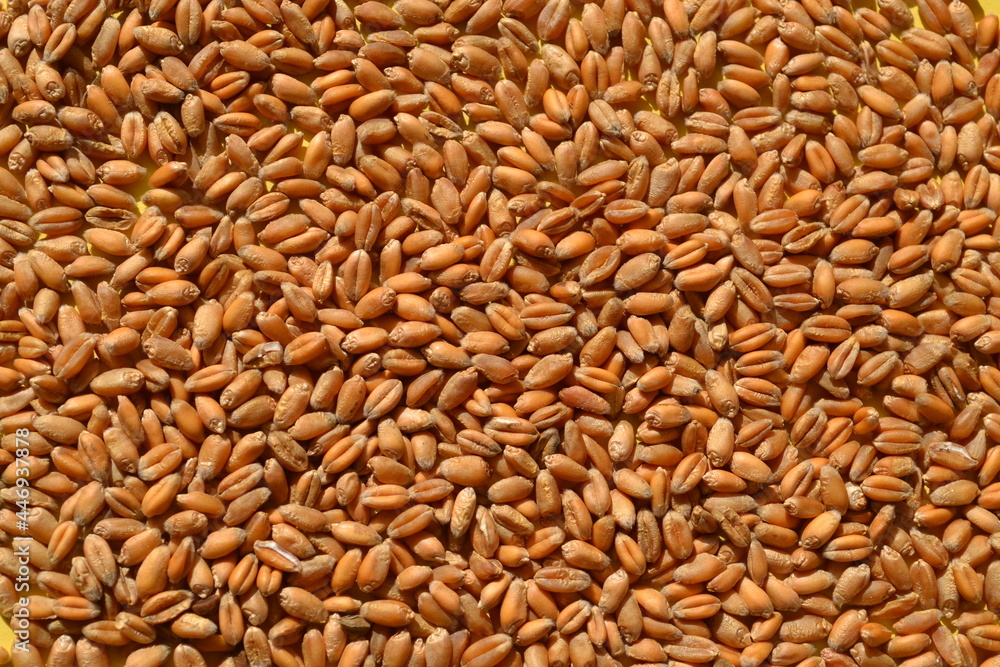 wheat wheat