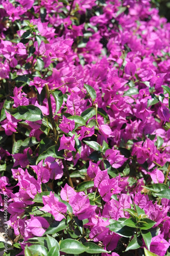 Fresh violet and pink blooming bougainvillea flowers in full bloom on a sunny day Fresh violet and pink blooming bougainvillea flowers in full bloom on a sunny day