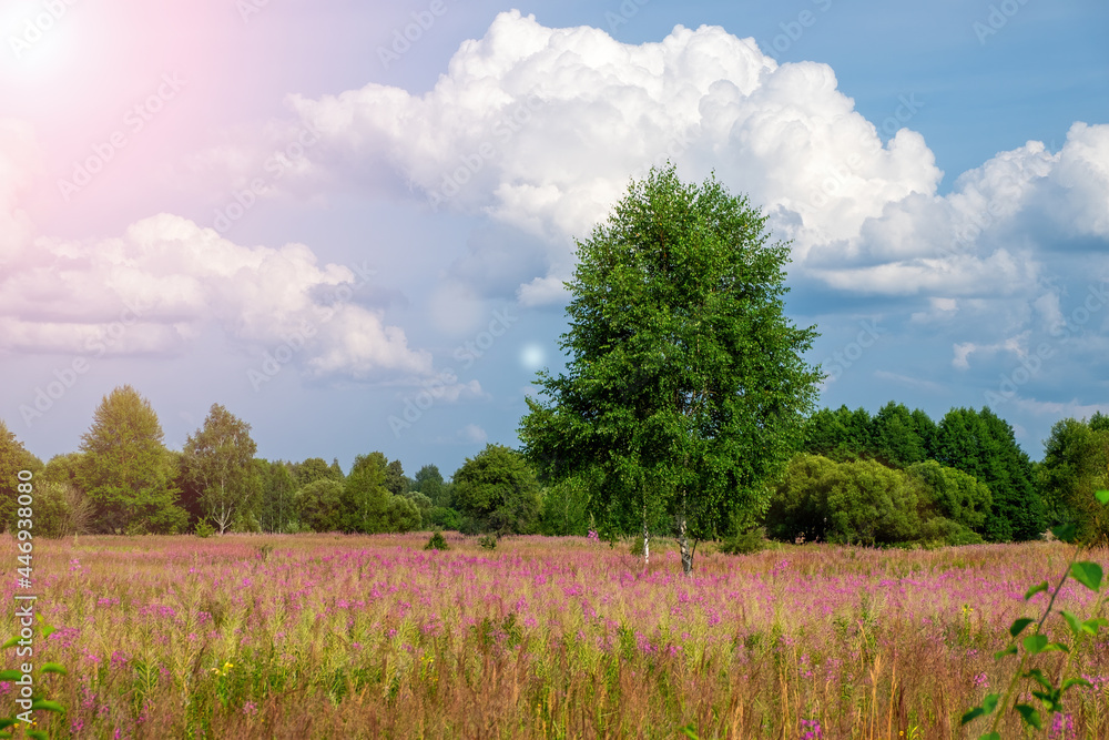 Beautiful bright  summer landscape with trees, pink flowers on lawn and sunlight against blue sky with clouds