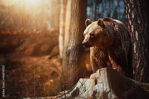 Brown bear (Ursus arctos) rest in the forest photo