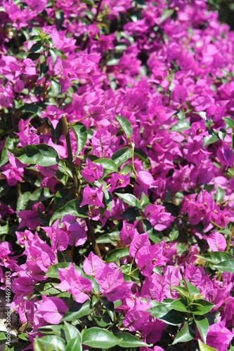 Fresh violet and pink blooming bougainvillea flowers in full bloom on a sunny day
