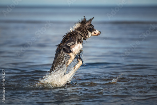 border collie dog jumping into water