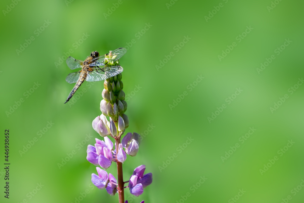 Dragonfly on a lupine flower of in nature outdoors in sunlight, close-up. Dragonfly on a lupine flower of in nature outdoors in sunlight, close-up.
