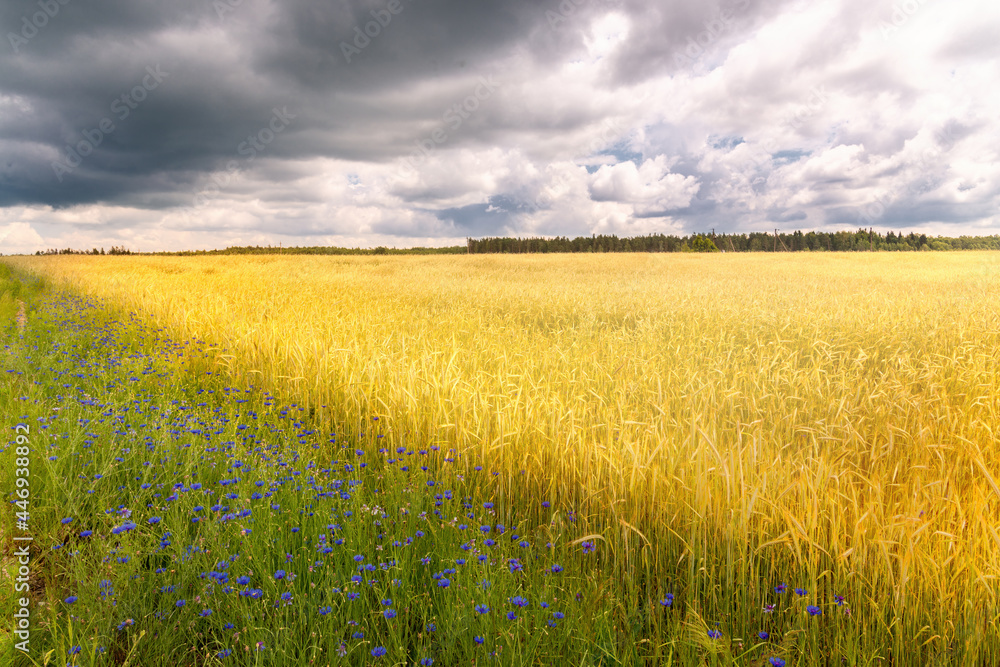 Panoramic summer rural natural landscape with ripe wheat fields, dramatic clouds. Panorama summer fields.