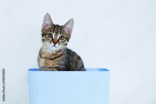 Fototapeta Naklejka Na Ścianę i Meble -  A small gray kitten sits in a blue plastic box. White background. Looking into camera.