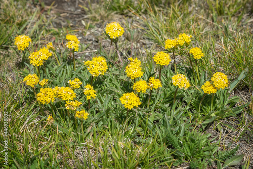 flowers yellow patrinia wild summer meadow