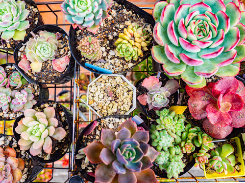 House plants top view. Vari...