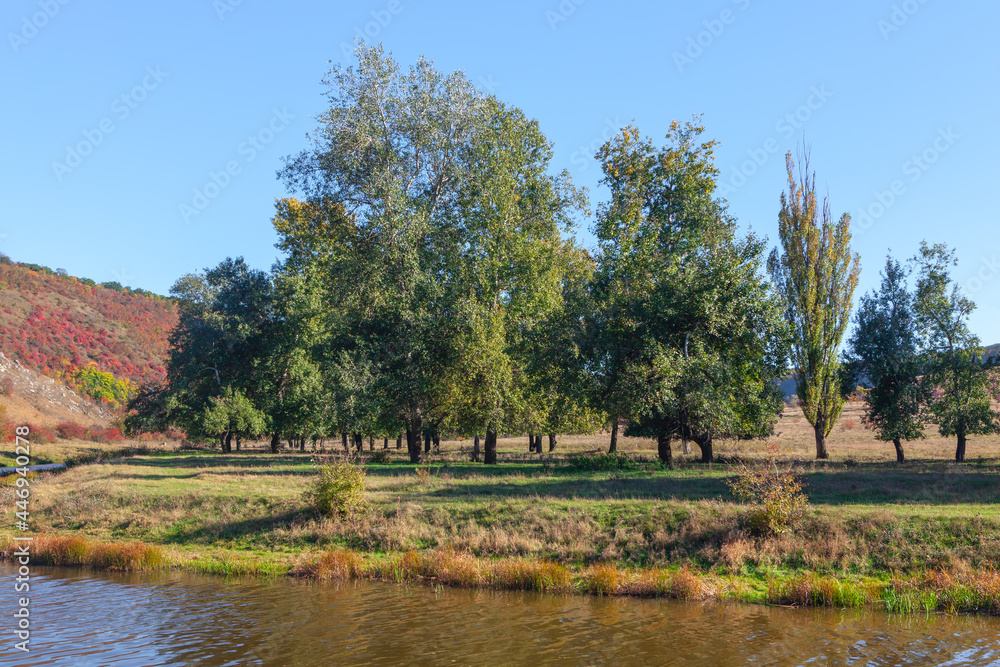 Trees growing on the river shore . Early autumn nature 