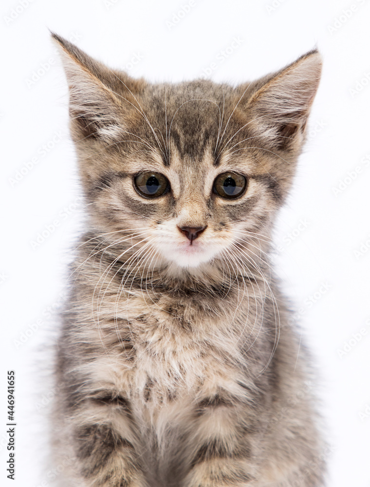 Obraz premium angry tabby kitten on a white background