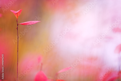 Red Chokeberry, Aronia arbutifolia, leaves in autumn colors, defocused blurred background. photo