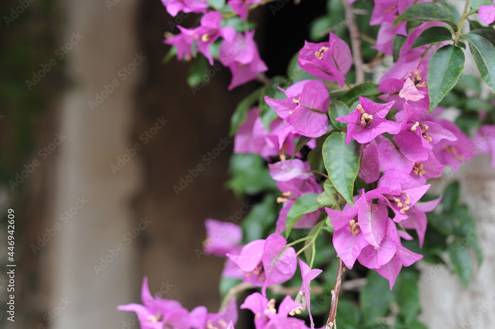 Fresh violet and pink blooming bougainvillea flowers in full bloom on a sunny day against white medieval walls in Eze, France, Côte d'Azur, French Riviera Fresh violet and pink blooming bougainvillea flowers in full bloom on a sunny day against white medieval walls in Eze, France, Côte d'Azur, French Riviera