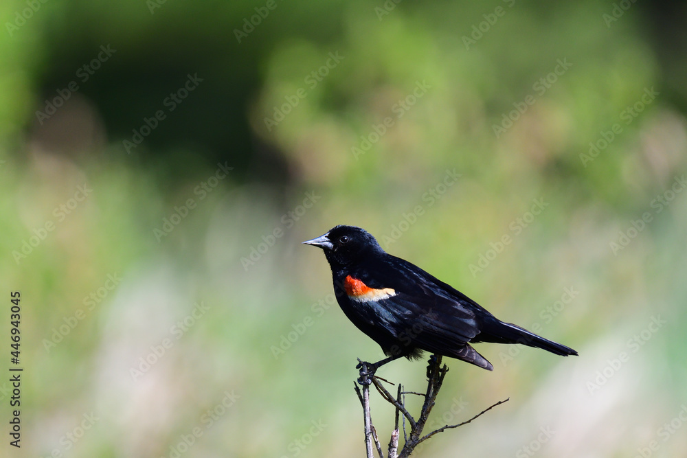 Obraz premium red winged blackbird perched on branch