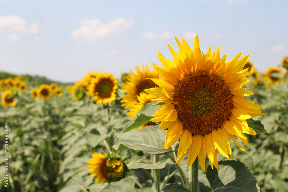 sunflower field in summer, sunflowers close-up