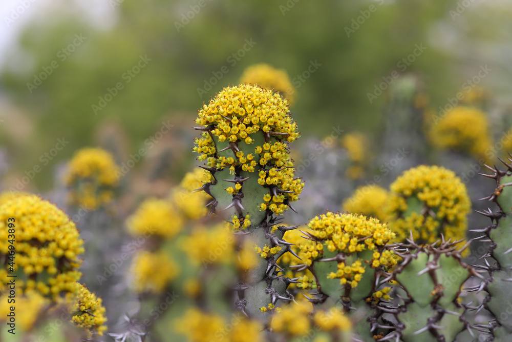 Euphorbia Resinifera in bloom with yellow flowers Euphorbia Resinifera in bloom with yellow flowers