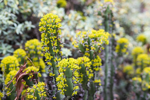 Bright yellow Resin Spurge blossoms photo